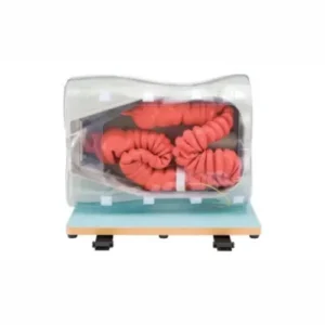 Colonoscopy (Lower GI Endoscopy) Simulator Type Ⅱ LM-107