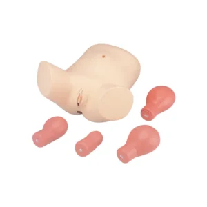 Puerperal Uterus Palpation Training Model LM-055