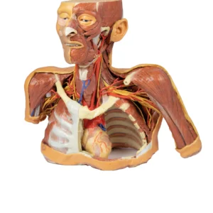 3D Anatomy