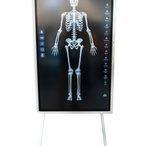 Sym Anatomy